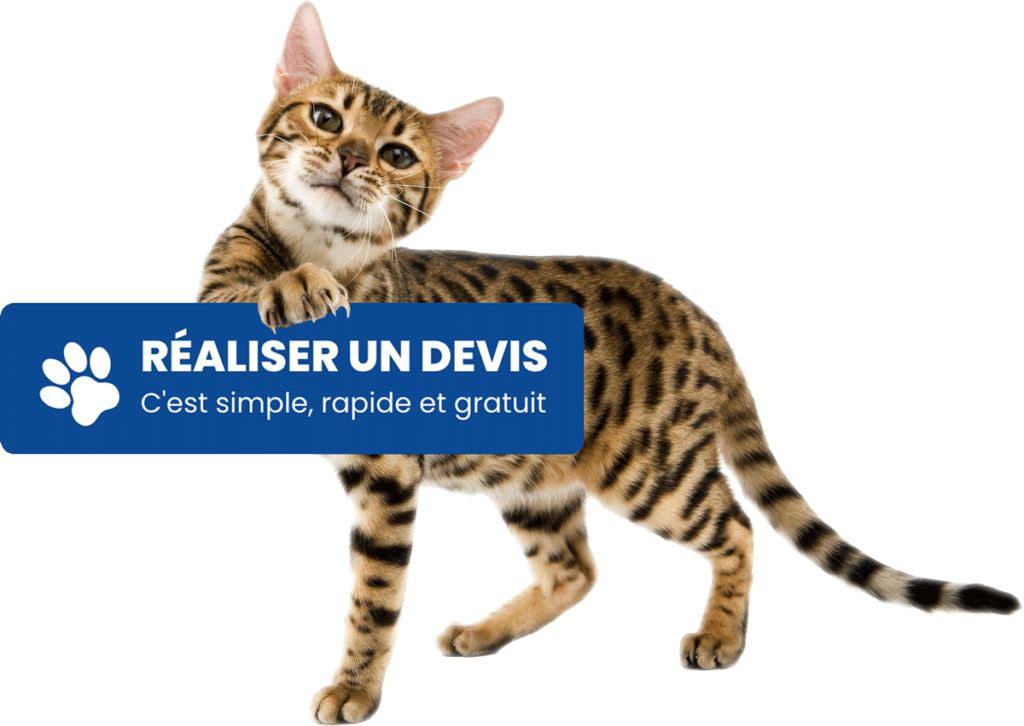 Chat devis