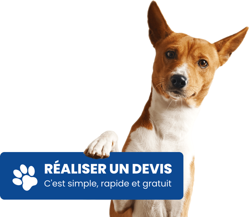 Chien devis2