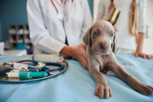 castration chien