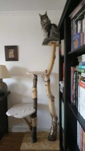 arbre à chat, tronc d'arbre boulot
