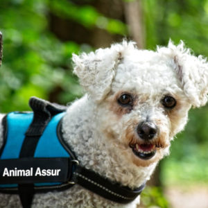 bichon frisé animal assur