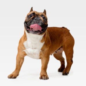 bouledogue francais animal assur