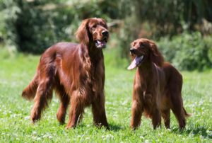 chienne chaleur animal assur