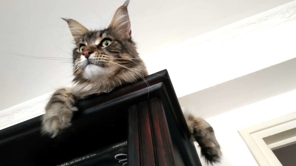 maine coon4