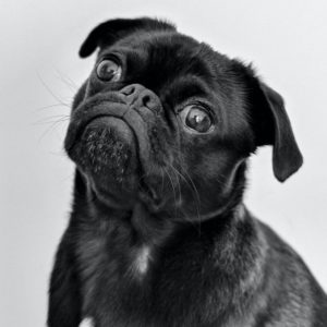 carlin animal assur