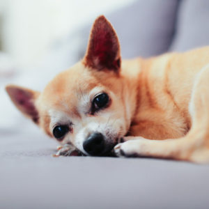 chihuahua animal assur
