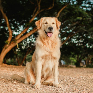 golden retriever animal assur