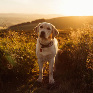 labrador animal assur