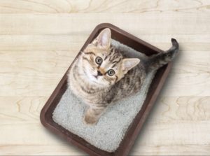 litière chat