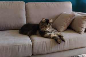 main coon
