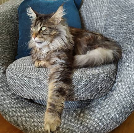 main coon1