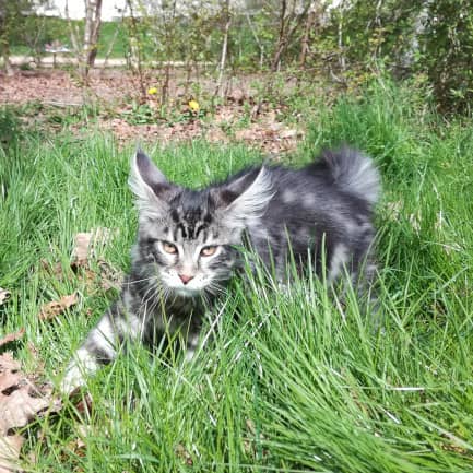 main coon2