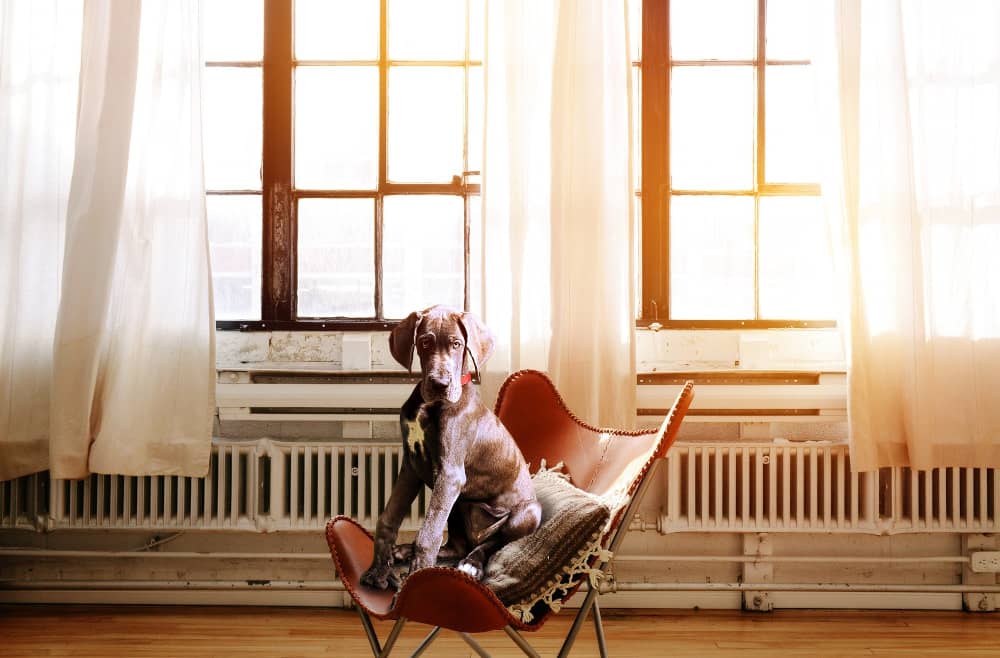 quelle taille chien appartement