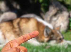 tique chien