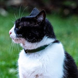collier anti parasitaire chat
