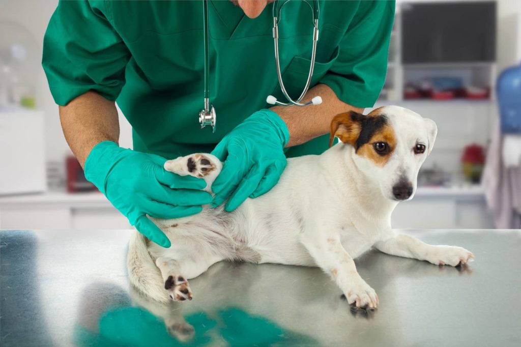 détecter tique chien