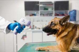 température chien