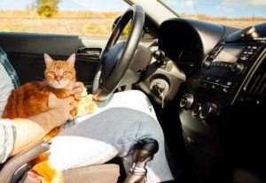 chat vacances garde