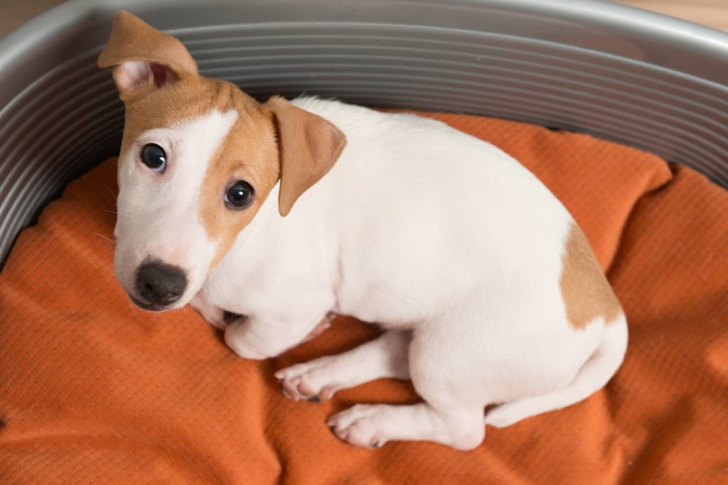 comment savoir vers chien prevention