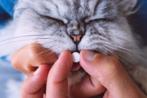 vermifuge chat