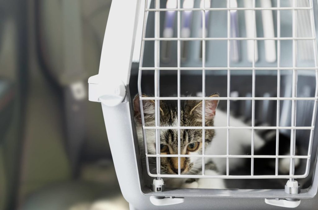 chat cage voiture