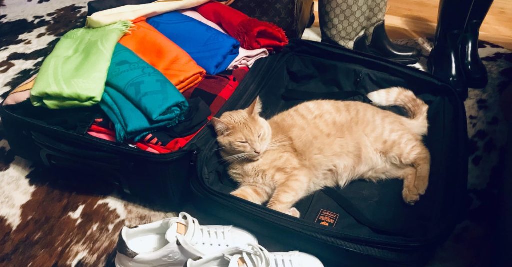 chat valise