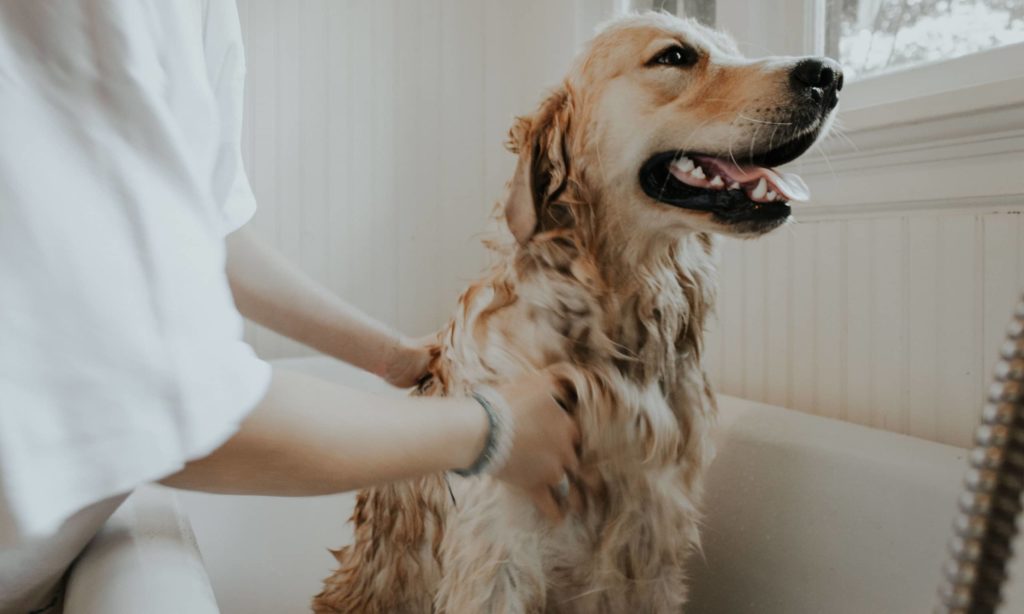 lavage chien