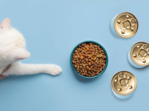 quelle alimentation chaton