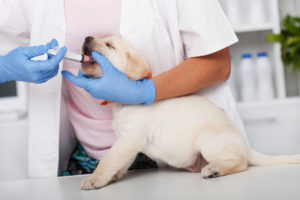 reluctant labrador puppy dog getting its vermicide medication