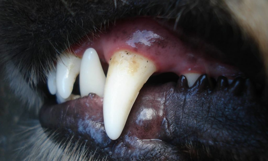 tartre dent chien