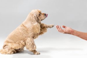 chien facile éduquer