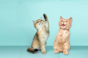 education chaton erreur pas commettre