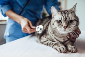maladies fréquentes chat