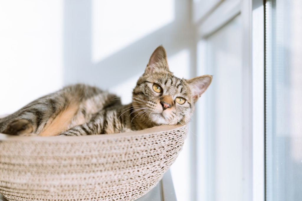 alimentation chat intérieur