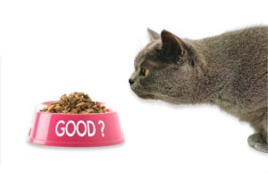 alimention équilibrée chat