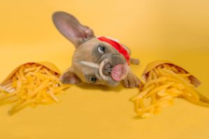 aliments dangereux pour chien