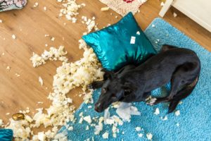 assurance responsabilité civile chien