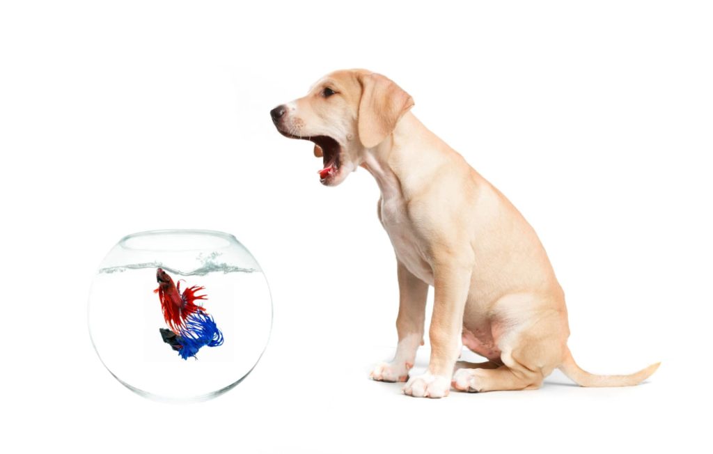 intoxication poisson chien