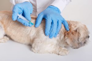 vaccin chien