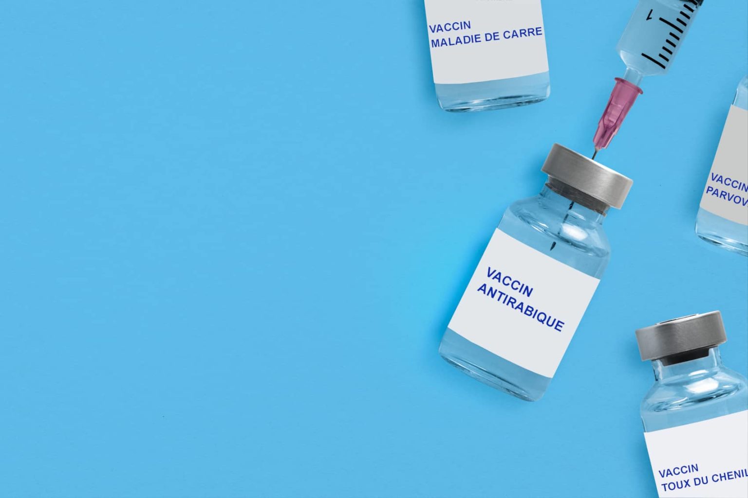 vaccins recommandés chien