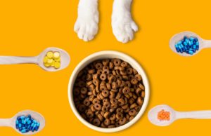aliments thérapeutiques chat