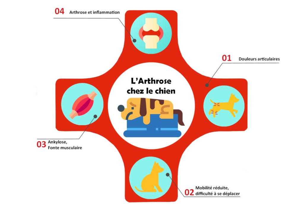 arthhrose chien symptomes