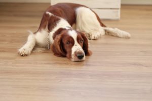 chien arthrose