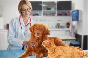 forfait prevention chien chat