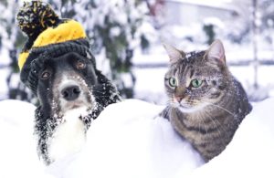 chien chat hiver froid