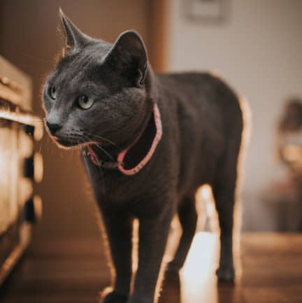 bleu russe chat