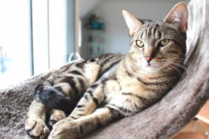 chat en appartement