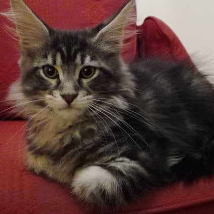 main coon chat