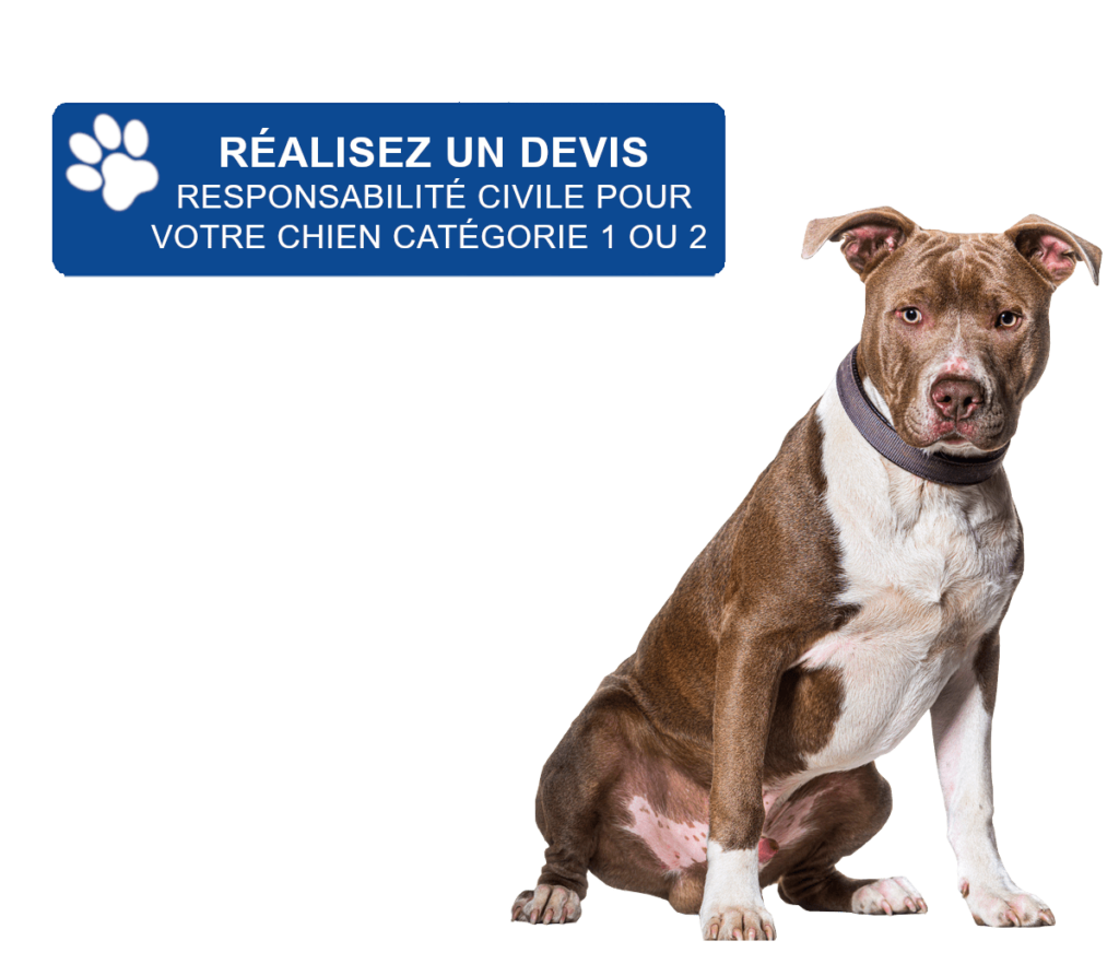 american staffordshire terrier rc