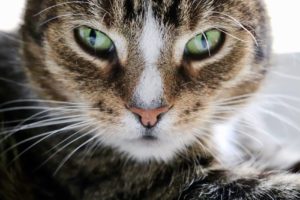 european shorthair chat